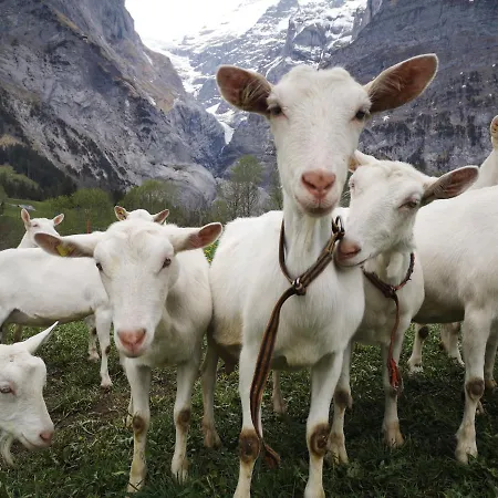 דירה Gornerhaus *