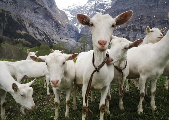 Appartamento Gornerhaus *